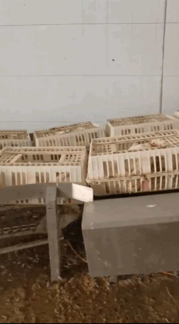 Convoyeur pour poulets RoulMax – Image 4