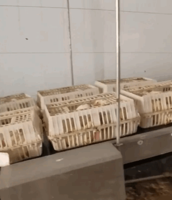 Convoyeur pour poulets RoulMax – Image 3